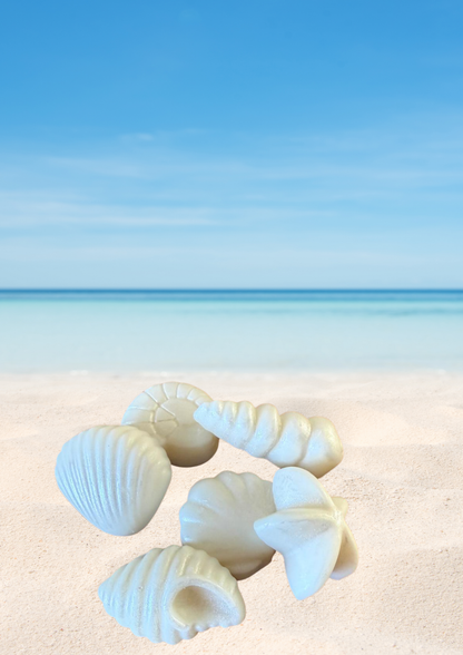 Seashell wax melts