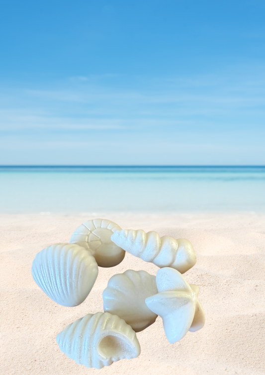 Seashell wax melts